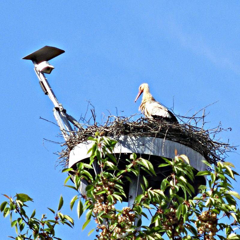 Storch im Nest